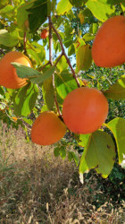 იყიდება სამოსახლო მიწის ნაკვეთი, მუხიანის დაჩები