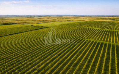 იყიდება ხეხილის ბაღი მიწის ნაკვეთი, ბაკურციხე
