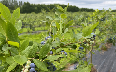 For Sale Land Samegrelo