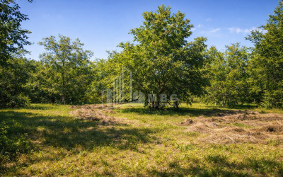 For-Sale-Land-Mchadijvari-village-Dusheti-Mtskheta---Mtianeti
