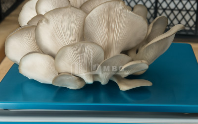 For Sale Commercial Okami Kaspi Shida Kartli