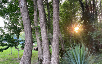 იყიდება ბიზნესი კომერციული ფართი თელავი კახეთი