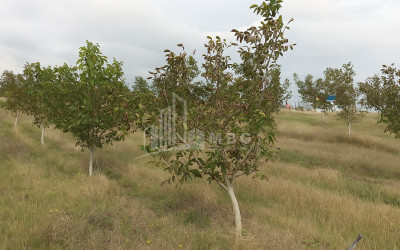 Продается Фруктовые сад Земля В Хашури