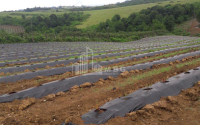 For Sale Blueberry orchard Land In Baileti, Ozurgeti