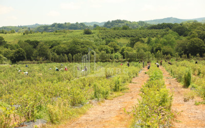 For Sale Orchards Land In Senaki