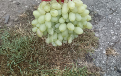 For Sale Land, Nosiri, Senaki, Samegrelo