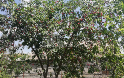 For Sale House - Villa, in Village Dighomi