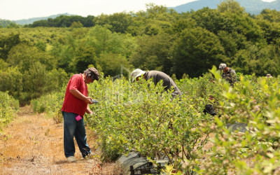 For Sale Orchards Land In Senaki
