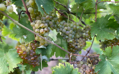 იყიდება შატო / ღვინის ქარხანა / მარანი კომერციული ფართი საგურამოში, მცხეთა