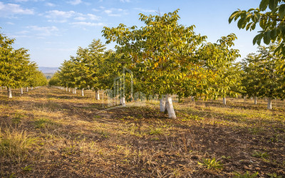Продается Ореховый сад Земля В Мелани, Гурджаани