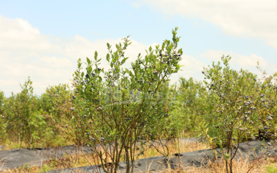For Sale Orchards Land In Senaki