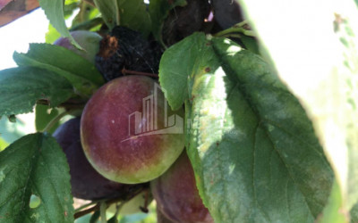 For Sale Orchards Land, in Signagi