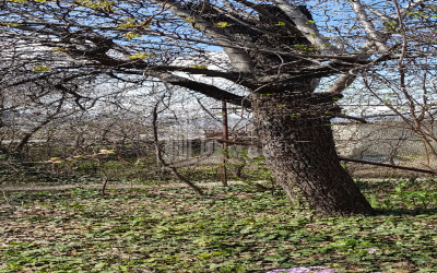 იყიდება სამოსახლო მიწის ნაკვეთი, სვანეთის უბანი