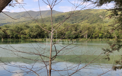 For Sale Lake - Fishing farm Land, in Gombori