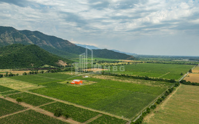 For Sale Land Napareuli Telavi Kakheti