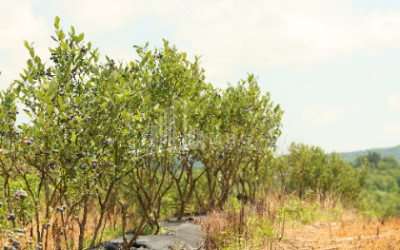 For Sale Orchards Land In Senaki