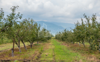 For Sale Land Kakheti