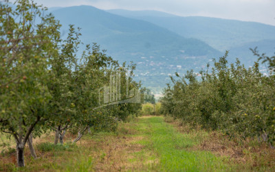 For Sale Land Kakheti