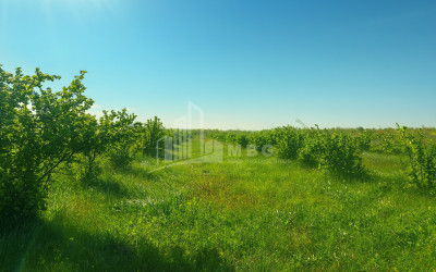 For Sale Land Kvemo Shukhuti Lanchkhuti Municipalities of Guria