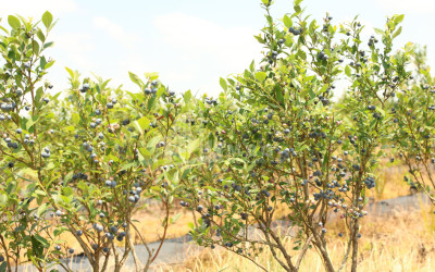 For Sale Orchards Land In Senaki