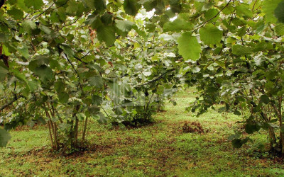 Продается Коммерческий   универсальный Земля, в Носири