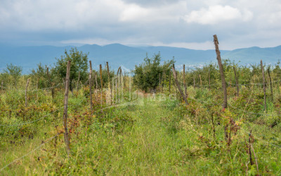 For Sale Land Kakheti