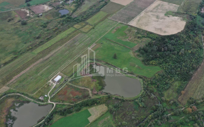 For Sale Vineyard - Chateau Land, in Telavi