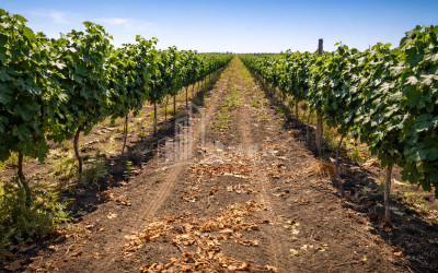 For Sale Vineyard - Chateau Land In Melani, Gurjaani