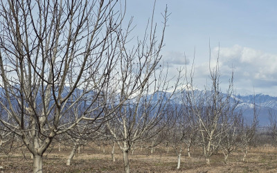 For Sale Orchards Land In Tsinandali, Telavi