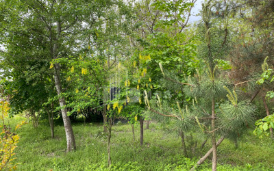 იყიდება ბიზნესი კომერციული ფართი თელავი კახეთი