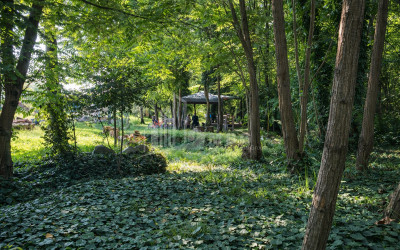 Business for sale Commercial Telavi Kakheti