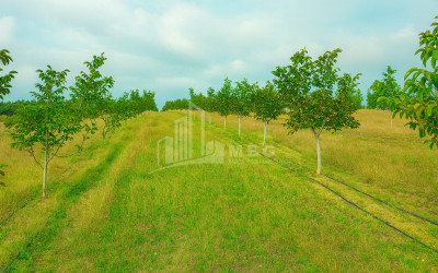 იყიდება მიწის ნაკვეთი ხაშური შიდა ქართლი