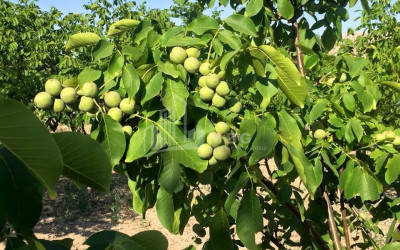 For Sale Orchards Land, in Signagi