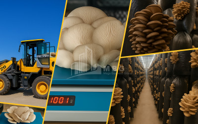 For Sale Commercial Okami Kaspi Shida Kartli