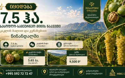 For Sale Orchards Land In Tsinandali, Telavi