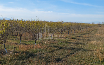 იყიდება მიწის ნაკვეთი სოფელი შაუმიანი მარნეული ქვემო ქართლი