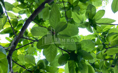 Business for sale Commercial Telavi Kakheti