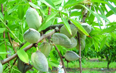 For Sale Orchards Land In Bolnisi