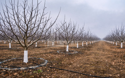 Продается Ореховый сад Земля В Мелани, Гурджаани