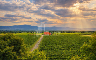 იყიდება მიწის ნაკვეთი ნაფარეული თელავი კახეთი
