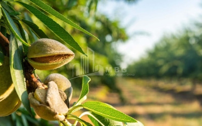 For Sale Land Bolnisi Kvemo Kartli
