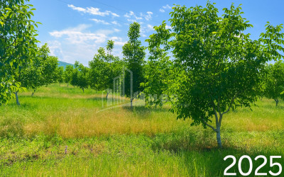 For Sale Land Does Kaspi Shida Kartli