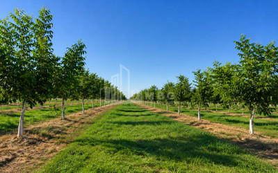 For Sale Walnut orchard Land In Anaga, Signagi
