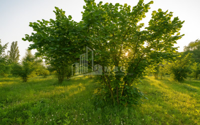 Продается Земля Сагвичио Хоби Самегрело   Верхняя Сванетия