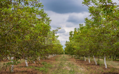 For Sale Land Kakheti