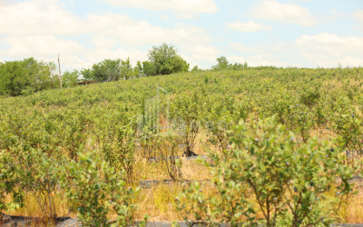 For Sale Orchards Land In Senaki