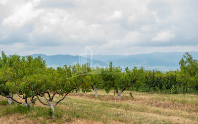 For Sale Land Kakheti