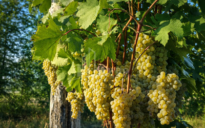 For Sale Vineyard - Chateau Land In Melani, Gurjaani