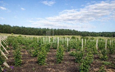For Sale Land Kumisi Gardabani Kvemo Kartli