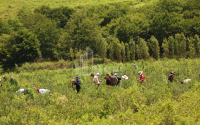 For Sale Orchards Land In Senaki